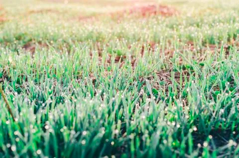 Grass On Field Stock Photos