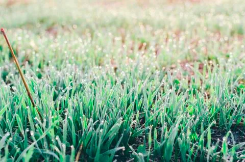 Grass On Field Stock Photos