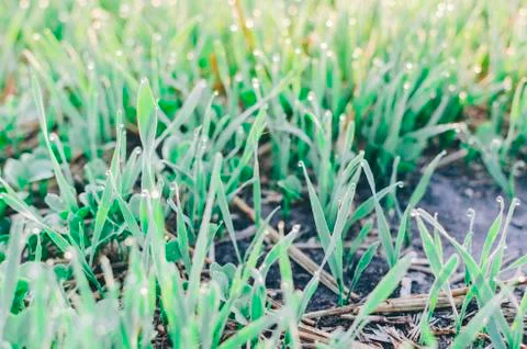 Grass On Field Stock Photos