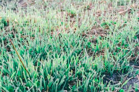 Grass On Field Stock Photos