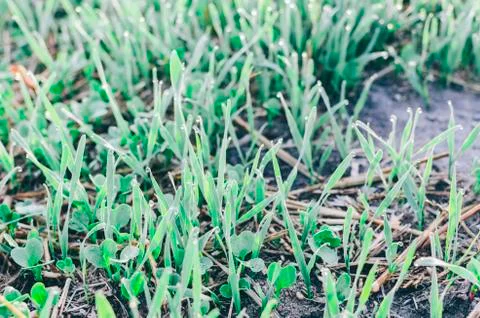 Grass On Field Stock Photos