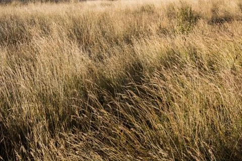 Grass field Stock Photos