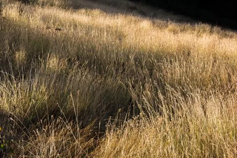 Grass field Stock Photos