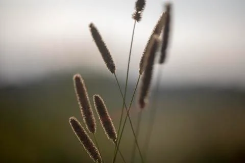 Grass in a field Stock Photos
