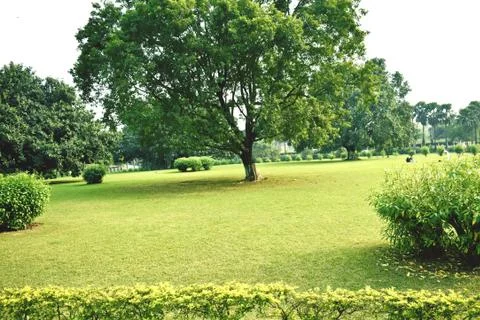 Grass Field Stock Photos