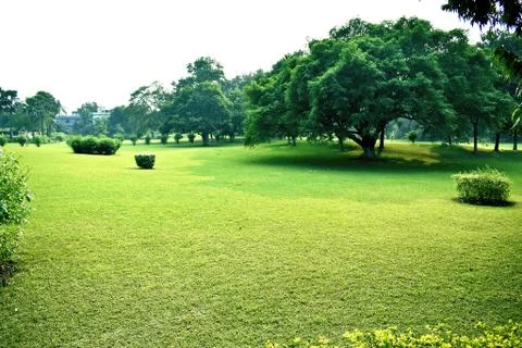 Grass Field Stock Photos