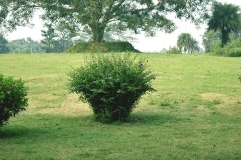 Grass Field Stock Photos