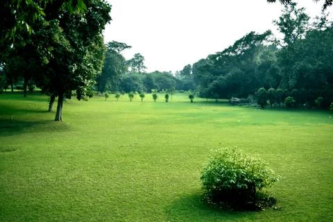 Grass Field Stock Photos