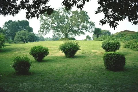 Grass Field Stock Photos
