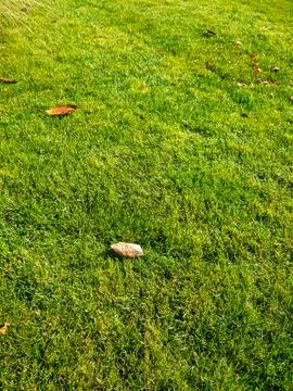 Grass Field Stock Photos