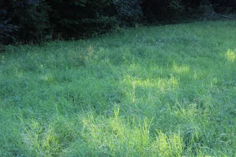 Grass field Stock Photos
