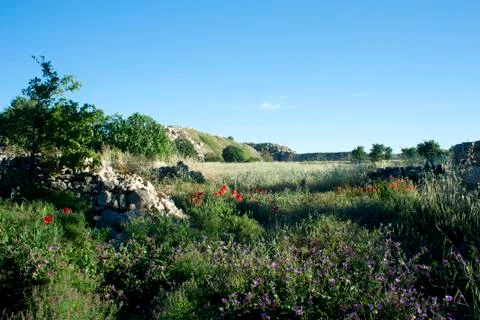 Grass Field Stock Photos