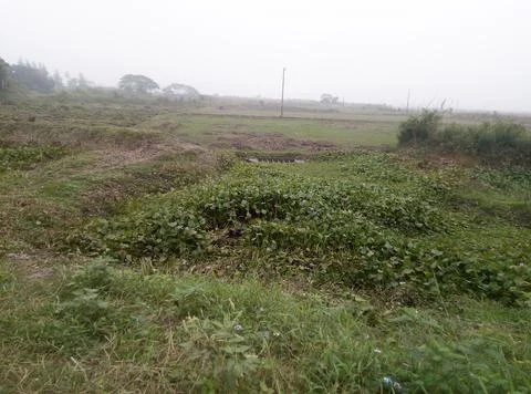 Grass Field. Foto stock