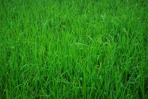 Grass Field Stock Photos