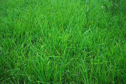 Grass Field Stock Photos