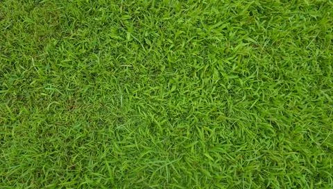 Grass field Stock Photos