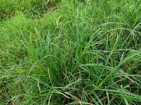 Grass on the field Stock Photos