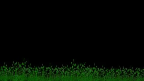 Grass field with plain black background Stock Illustration