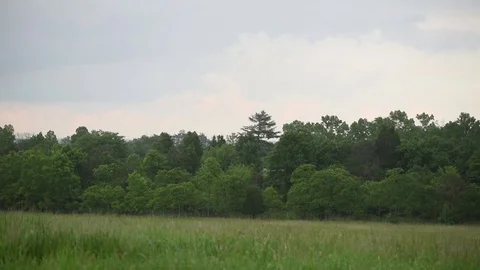 Grass field rain tree line Stock Footage 76231699