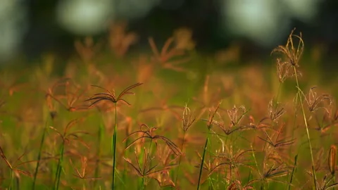 Grass field on ray of sunset, beautiful nature background, windy on flower grass Stock Footage 142005938