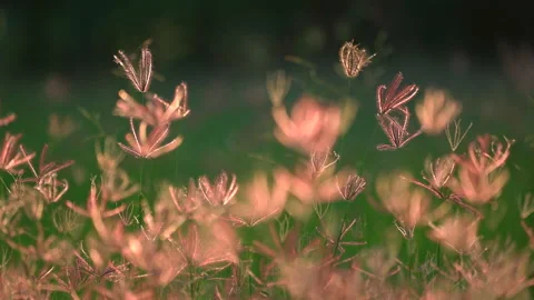 Grass field on ray of sunset, beautiful nature background, windy on flower grass Vídeos de archivo 142006087