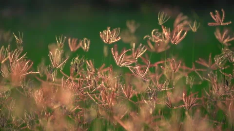 Grass field on ray of sunset, beautiful nature background, windy on flower grass Video stock 142006143