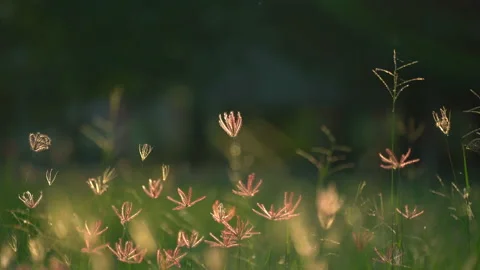 Grass field on ray of sunset, beautiful nature background, windy on flower grass 스톡 동영상 142008333