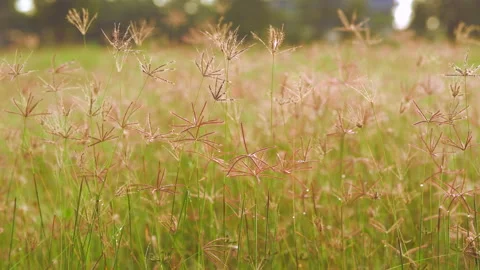 Grass field on ray of sunset, beautiful nature background, windy on flower grass Stockbeeldmateriaal 142075723