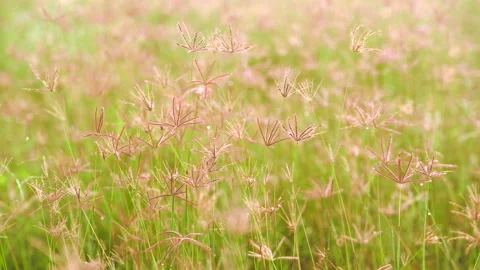 Grass field on ray of sunset, beautiful nature background, windy on flower grass Stockbeeldmateriaal 142075802