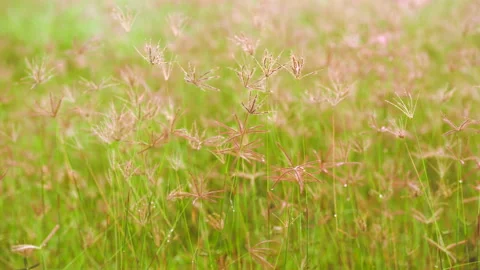 Grass field on ray of sunset, beautiful nature background, windy on flower grass Stock Footage 142075834
