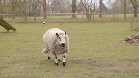 Grass Field Sheep Walking Slow Motion Stock Footage 127036218