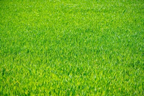 Grass field shows spring green detail. Grass in background creates natural .. Stock Photos