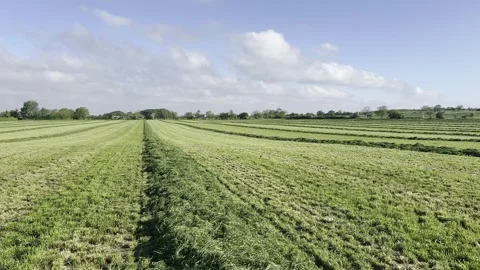 Grass field at silage making time in hot dry weather in May, North Yorkshir.. 스톡 동영상 309151424