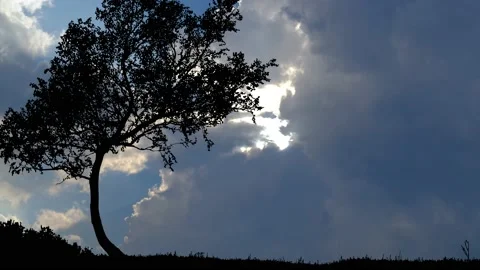 Grass Field with Silhouettes of Trees and Tree Silhouette Vidéo 239886842