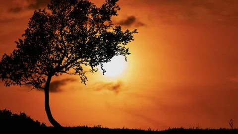 Grass Field with Silhouettes of Trees and Tree Silhouette Video stock 239956174