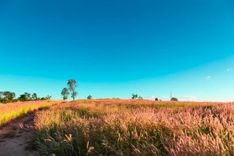 Grass field with sky Foto stock