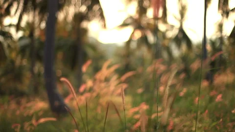 Grass field at spring season close up Stock Footage 233404810