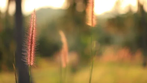 Grass field at spring season Stock Footage 233386309