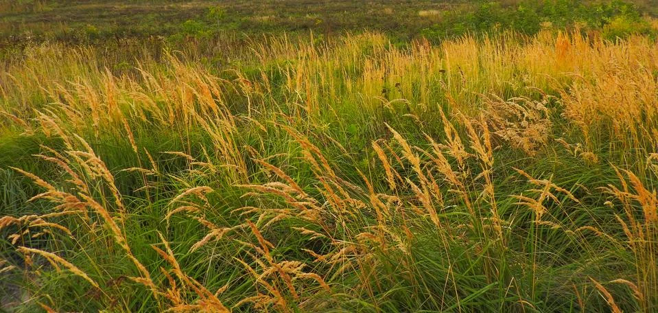 Grass in the field in the springtime. Stock Photos