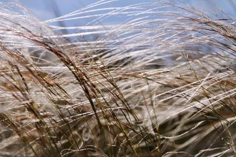 Grass in field at summer background or texture Stock Photos