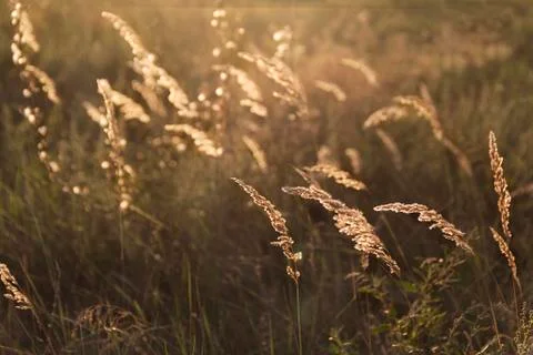 Grass in field at summer background or texture 写真素材