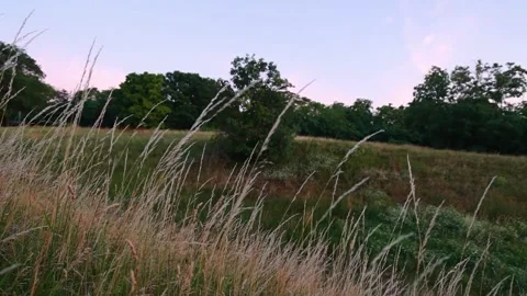 Grass Field at Summer Dawn 002 Stock-Footage 200299639