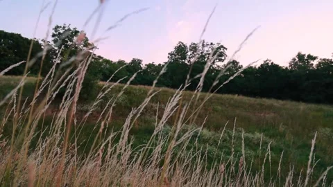 Grass Field at Summer Dawn 003 Stock Footage 200299640