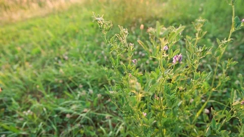 Grass Field at Summer Dawn 004 Stock-Footage 200299520