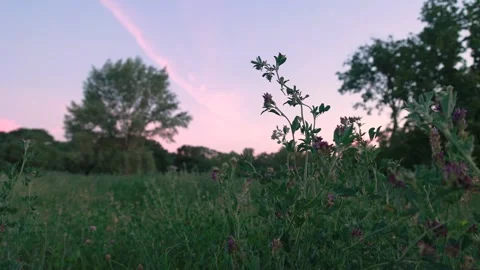 Grass Field at Summer Dawn Stock-Footage 200299526