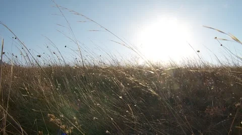 Grass field sunset 39s Stock Footage 1562384