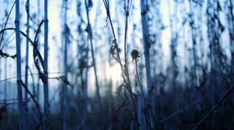 Grass field. sunset background. blurry blurred. nature agriculture Video stock 37123059