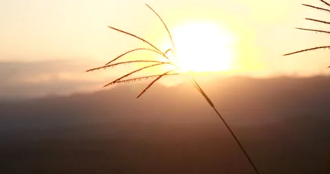 Grass field sunset Beautiful landscape with grasses meadow on sunlight. Countrys Видео 146515933
