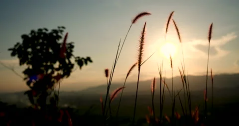 Grass field sunset Beautiful landscape with grasses meadow on sunlight. Countrys Stock Footage 147164477