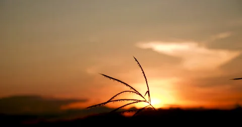 Grass field sunset Beautiful landscape with grasses meadow on sunlight. Countrys Stock Footage 147165451